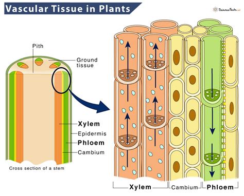 vascular plant意思|维管植物